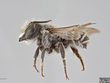 [Megachile onobrychidis male thumbnail]